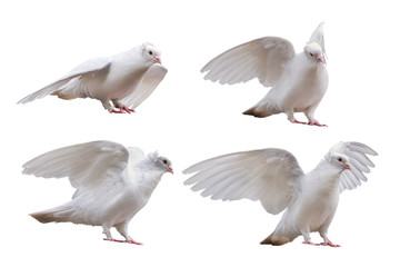 set of dove poses isolated on white