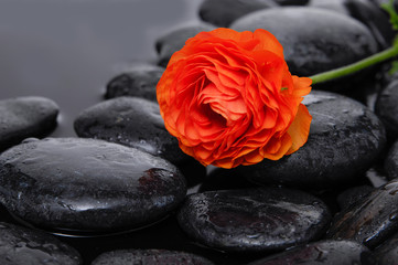Red ranunculus and therapy stones