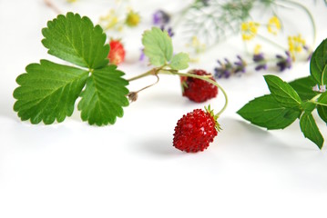 wild strawberry and herbs