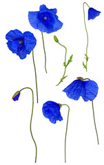 wild blue poppy flowers collection