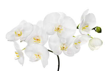 large white isolated orchid flowers on branch