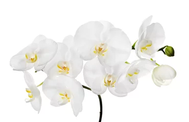 Papier Peint photo Lavable Orchidée grandes fleurs d& 39 orchidées blanches isolées sur une branche