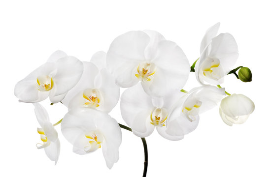 Fototapeta large white isolated orchid flowers on branch