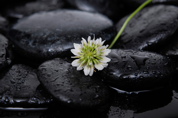 Obraz na płótnie Canvas white hydrangea and wet stones