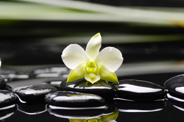 Fototapeta na wymiar white orchid and black stones on green thin bamboo grove