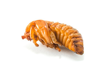 chrysalis of rhinoceros