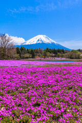 Red moss phlox flowers and Mount Fuji