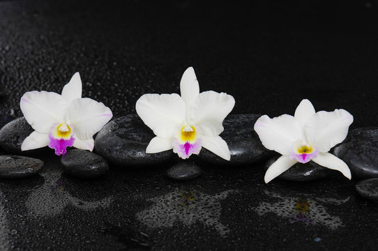 Set of white orchid on pebbles –wet background