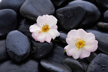 Fototapeta na wymiar Macro of beautiful rose with therapy stones