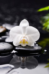 Fototapeta na wymiar beautiful orchid with black stones and green plant