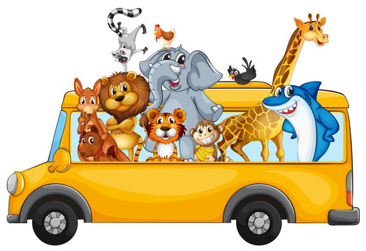 Animals and bus