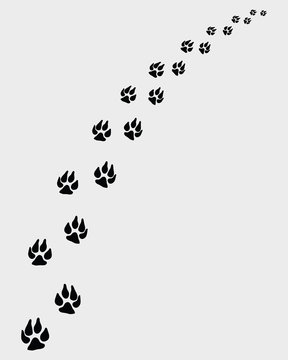 Vector illustration of dogs footprints, turn right