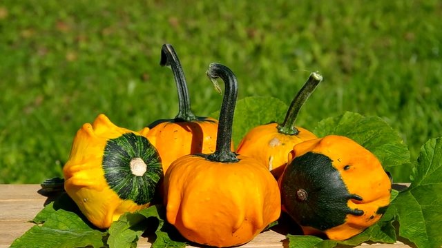Ornamental pumpkins on wooden table