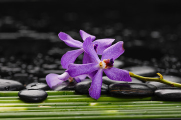 Still life with beautiful orchid with green plant stem