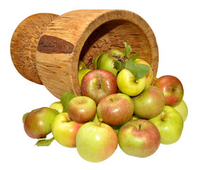 Apple Harvest