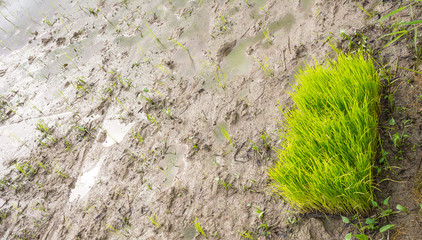 rice field