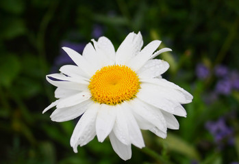 Obraz premium White daisy flower - Matricaria.