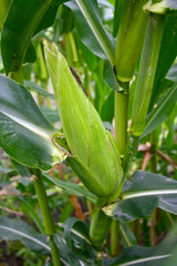 Zea mays saccharata