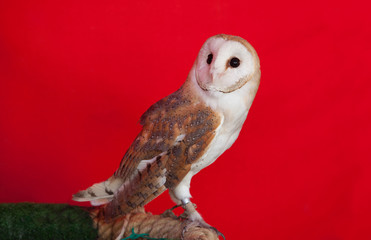 Barn owl perched