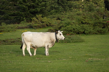 Obraz premium Vache gasconne et veau,Pyrénées