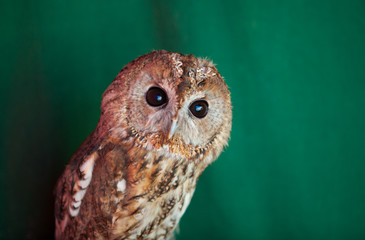 Tawny owl, Strix aluco