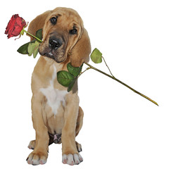 Broholmerwelpe bringt rote Rose