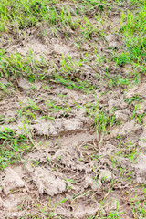 close up shot of soil and grass texture