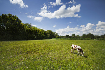 Fototapeta premium calf on pasture