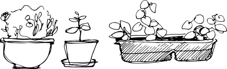 sketch flower room in a flowerpot