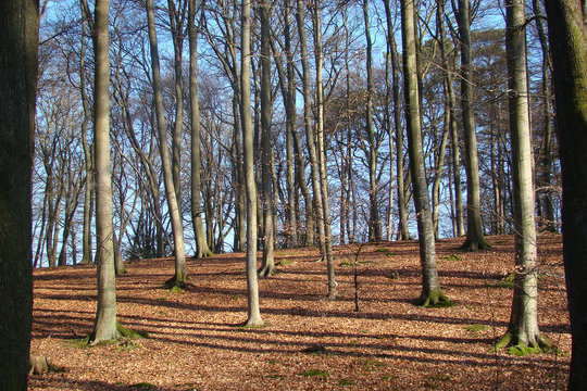 For&ecirc;t de Retz,Aisne