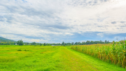 image of corn field and sky in background