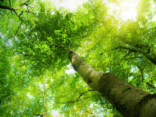 Fototapeta premium Summer in the forest.