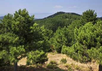 Fototapeta na wymiar Beautiful pine trees in the mountains.