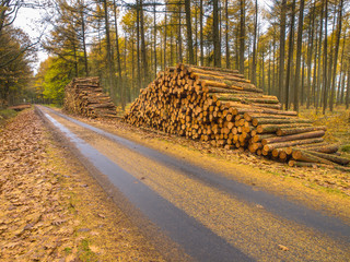 Stacks of Timber in a Yellow Colored Larch Forest