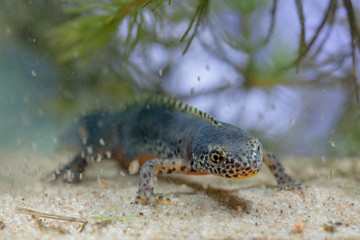 Submersed Alpine Newt with Daphnia