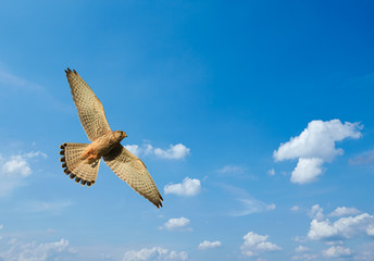 Bussard