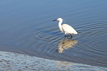 Seidenreiher (Egretta garzetta)