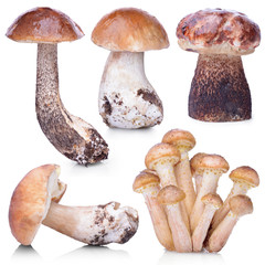 Set of raw mushrooms isolated on white background
