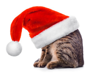 Obraz na płótnie Canvas Cat in Santa Claus red hat isolated on white background