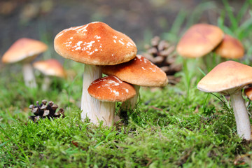 Pilze im Wald