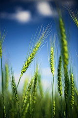 Wheat field and blue sky with white clouds. Agriculture scene