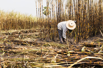 workers harvesting sugarcane in farm