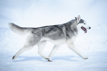 Siberian husky run on snow © Zakharov Evgeniy