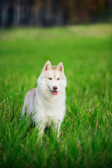 Siberian husky © Zakharov Evgeniy