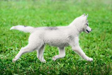 Fototapeta premium Puppy of Siberian husky running on green grass