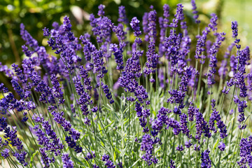 Gardens with the flourishing lavender