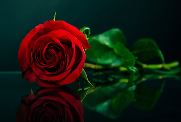 Fototapeta na wymiar One red rose on a dark blue background