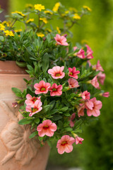 red petunias flowers in garden