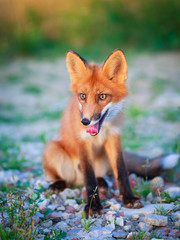 red fox