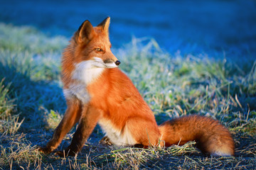 red fox